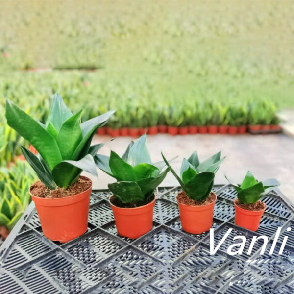 China High Quality Sansevieria Hahnii - indoor ornamental Jade Hahnii   Vanli Supplier and Company | Vanli