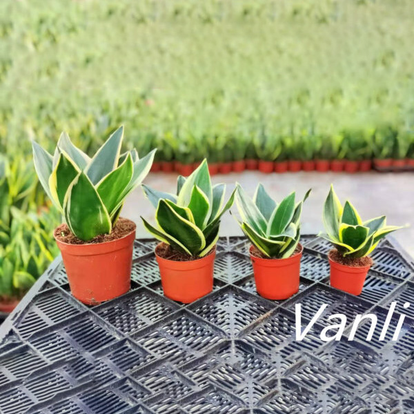 fan palm indoor plant Fan Palm Houseplant - Large (3'-4' tall) Cement Grey Planter