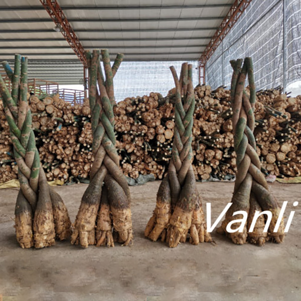 Fused Braid China 2022 wholesale price Chinese Pachira Braid - Pachira – fused 5 ...