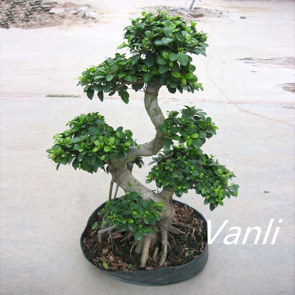 China High Quality Ficus Elastica - S Shaped Ficus Microcarpa Bonsai   Vanli Supplier and Company | Vanli