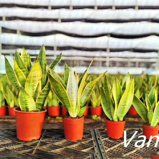 China Sansevieria Snow white for home decoration Supplier and