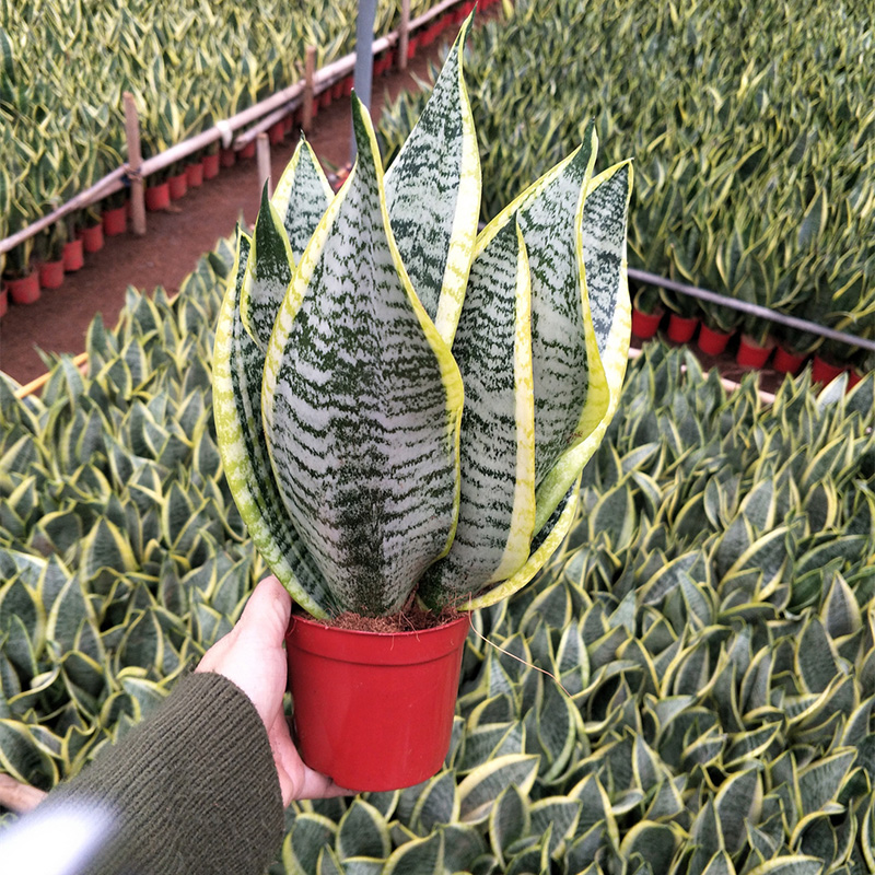 China Chinese Professional Sansevieria Trifasciata Var. Laurentii - Well  rooted sansevieria superba  Vanli Supplier and Company | Vanli