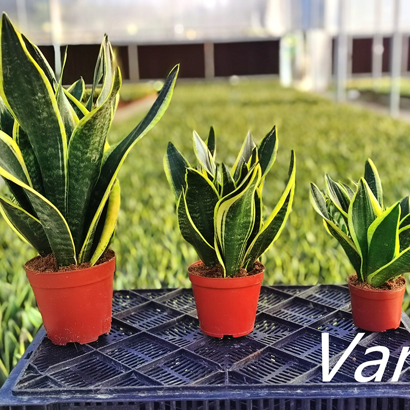 China New Arrival China Sansevieria Mini - Sansevieria Futura Balck potted  plant  Vanli Supplier and Company | Vanli
